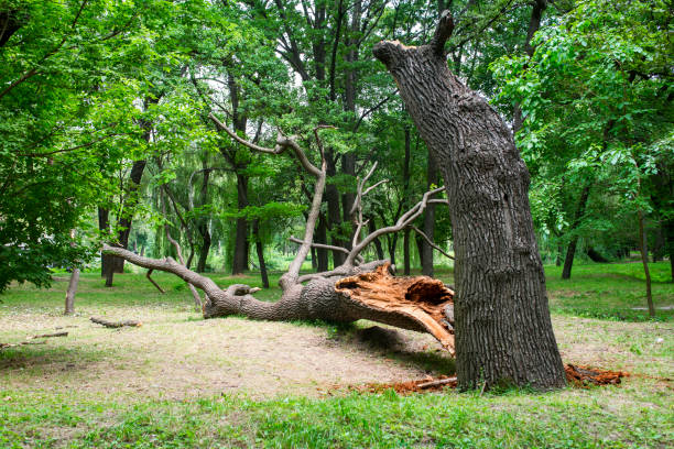 How Our Tree Care Process Works  in  Hutto, TX